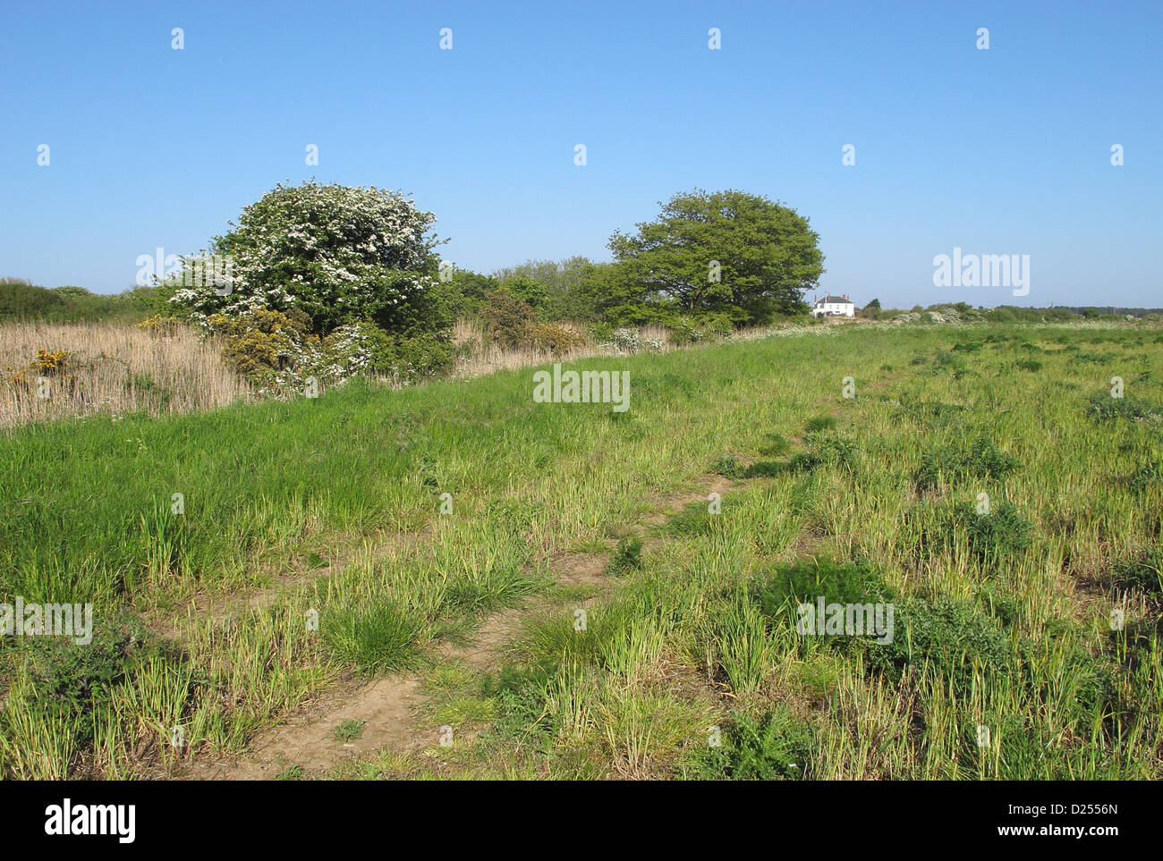 View across newly created 'Higher Level Stewardship' land with mature scrubland edge towards farmhouse Eccles-on-sea Norfolk Stock Photo