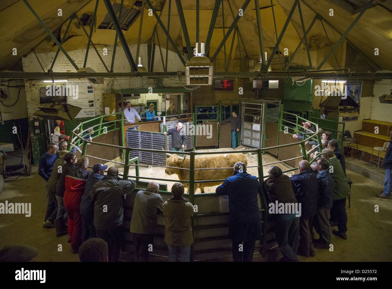 Livestock market selling OTM over thirty month Highland cow in auction ring Darlington Auction