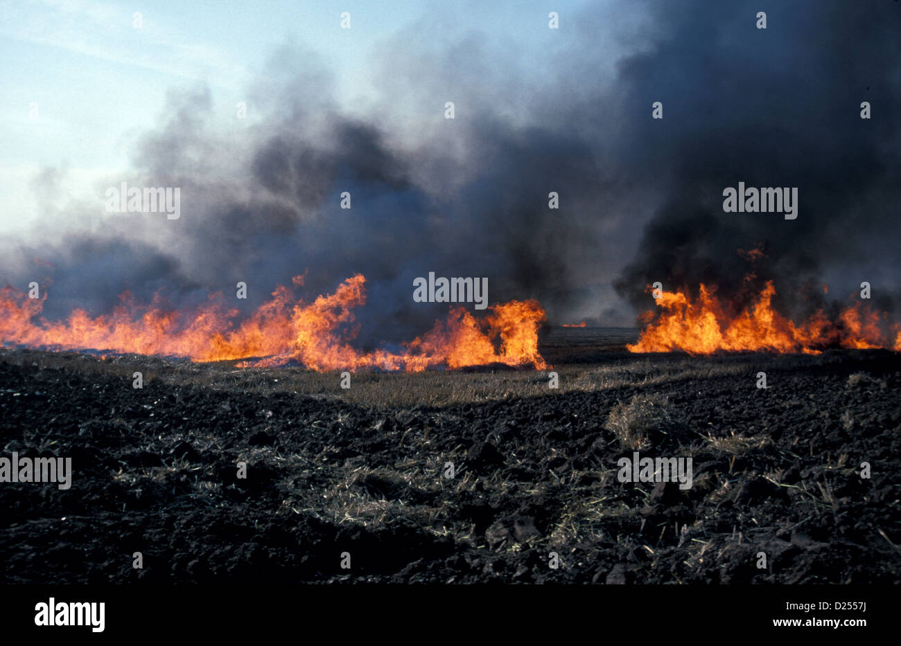 Straw Burning Stubble burning of wheat field - Suffolk Stock Photo