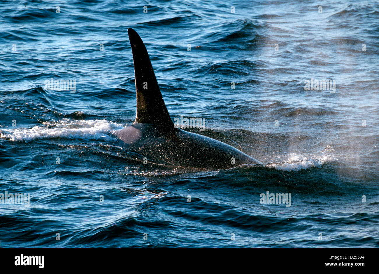 Orca (Killer Whale), Prince William Sound, Alaska Stock Photo