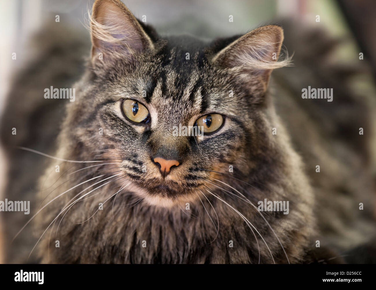 Close-up of a beautiful long-haired tabby cat with a shallow DOF Stock Photo