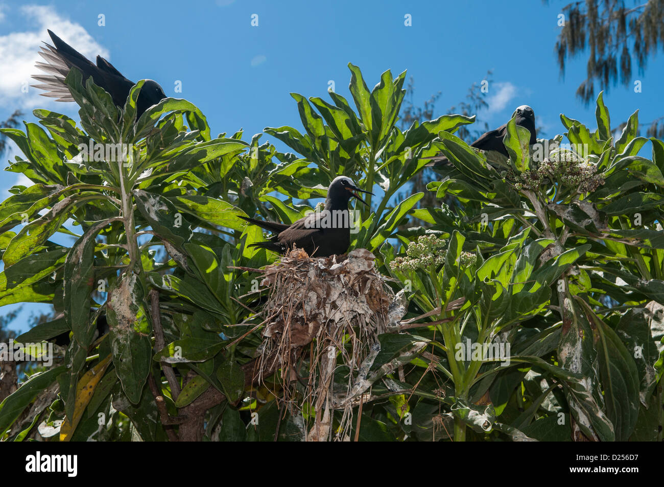 Lesser Noddiesnesting Common Noddies (Anous stolidus), nesting, Lady Elliot Island, Great ...