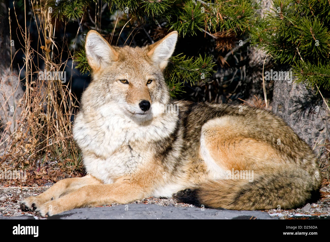 Coyote Resting On A Rock Stock Photo - Download Image Now - Coyote, Arizona,  Desert Area - iStock