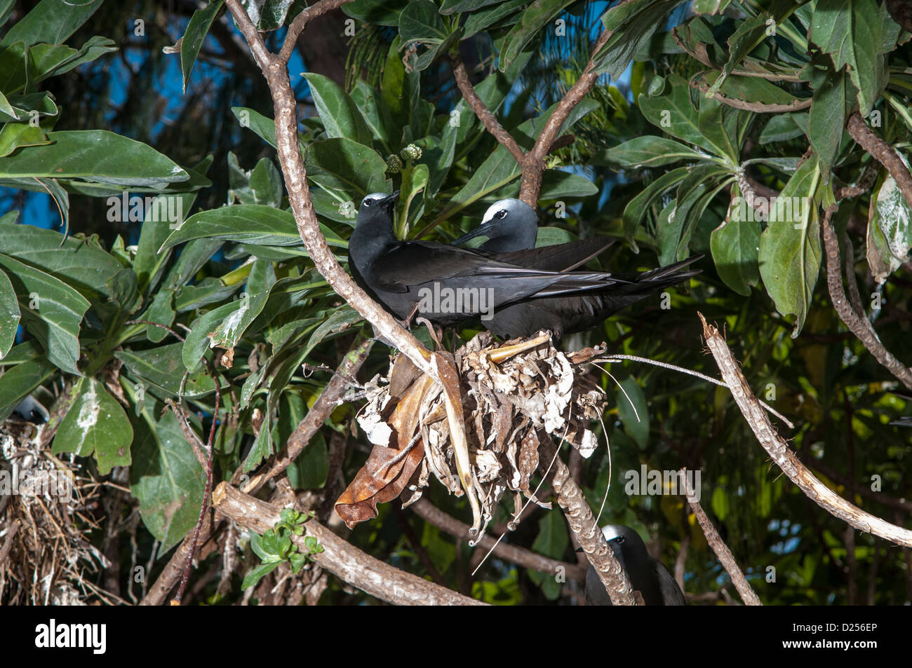 Lesser Noddiesnesting Common Noddies (Anous stolidus), nesting, Lady Elliot Island, Great ...