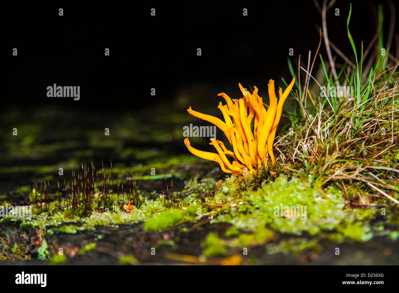 Yellow Staghorn Fungus, Calocera viscosa Stock Photo