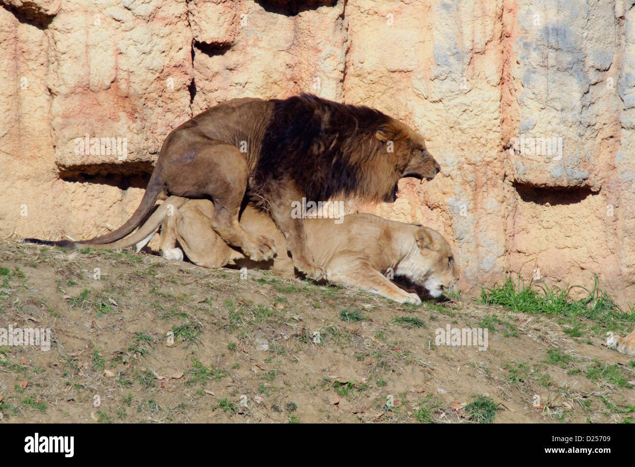 lion mating drawing