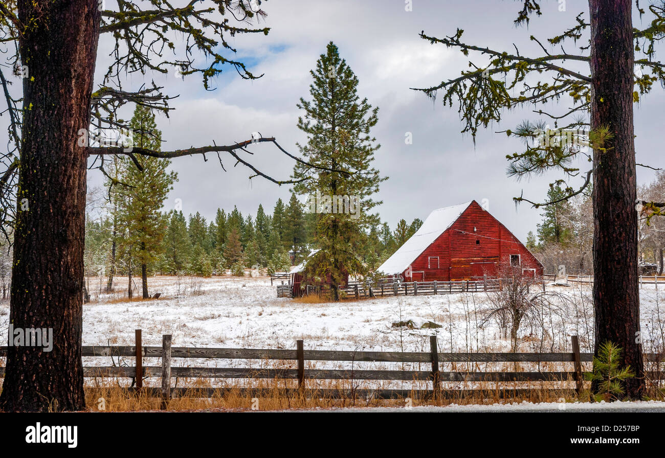 two trees border a red barn in the snow Stock Photo - Alamy