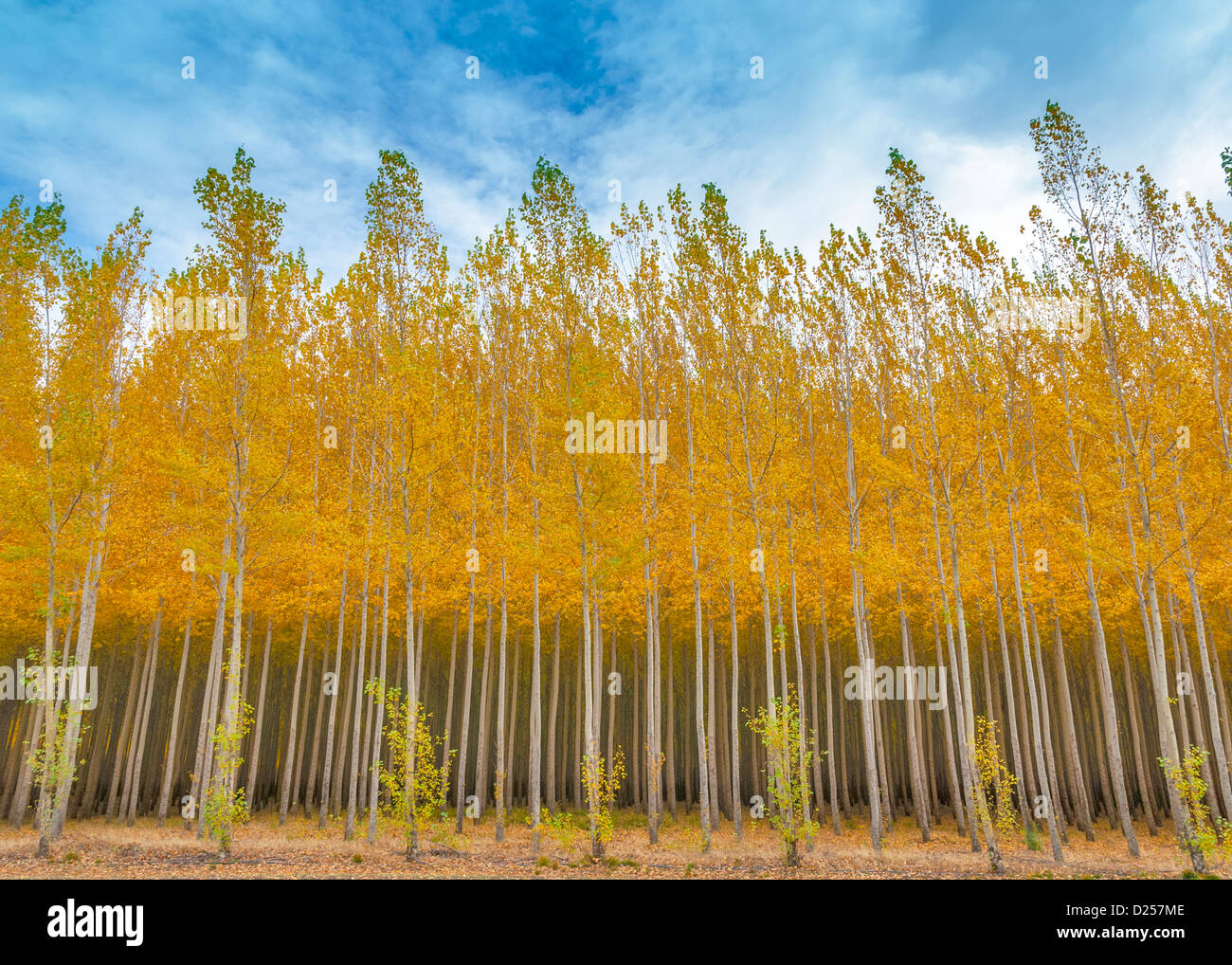 Yellow Poller Yellow poplars hi-res stock photography and images - Alamy