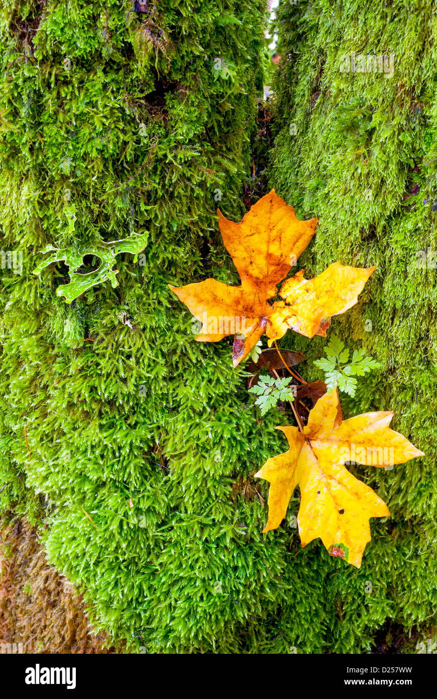 Autumn leaves on a moss covered tree Stock Photo - Alamy