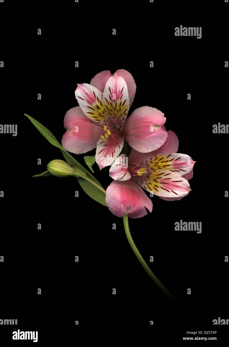Alstroemeria flowers on black background Stock Photo