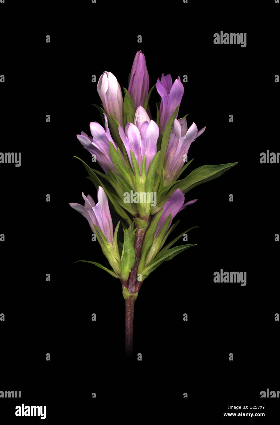 Gentian flowers on black background Stock Photo