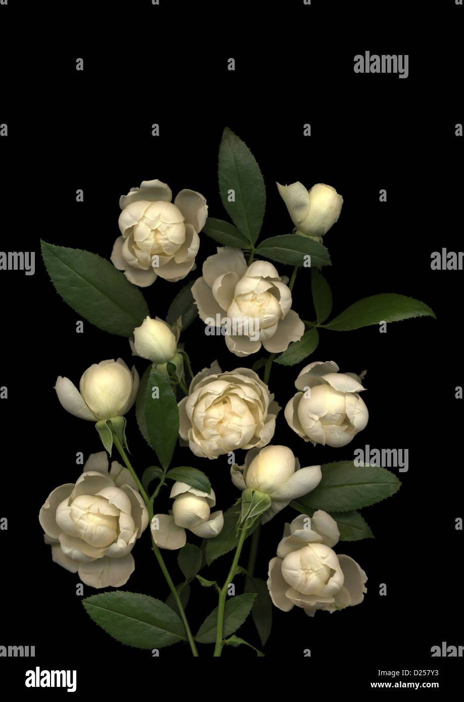 Spray rose flowers on black background Stock Photo Alamy