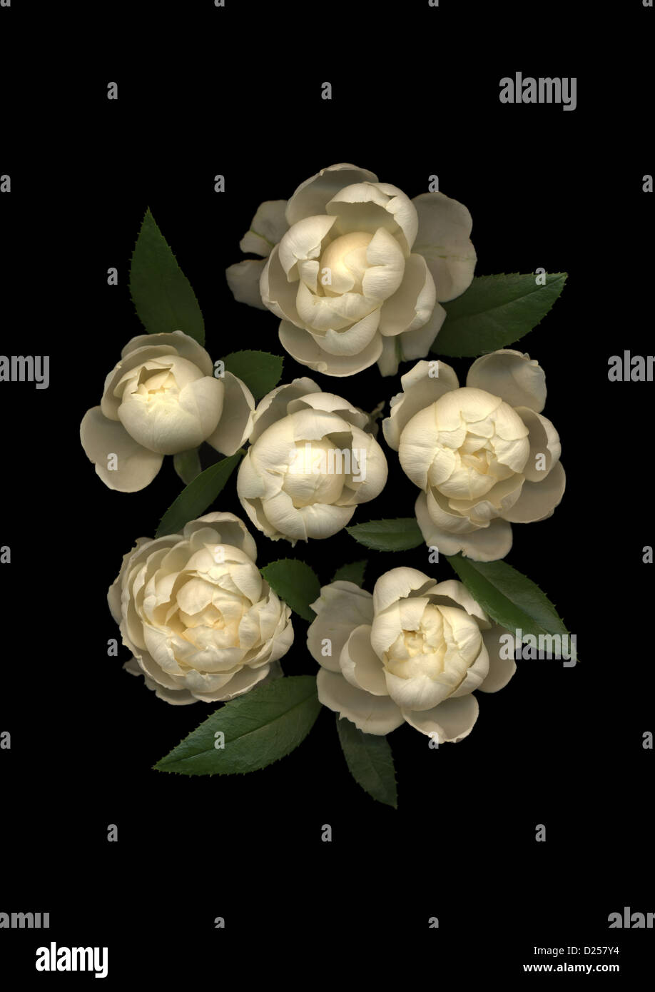 Spray rose flowers on black background Stock Photo Alamy