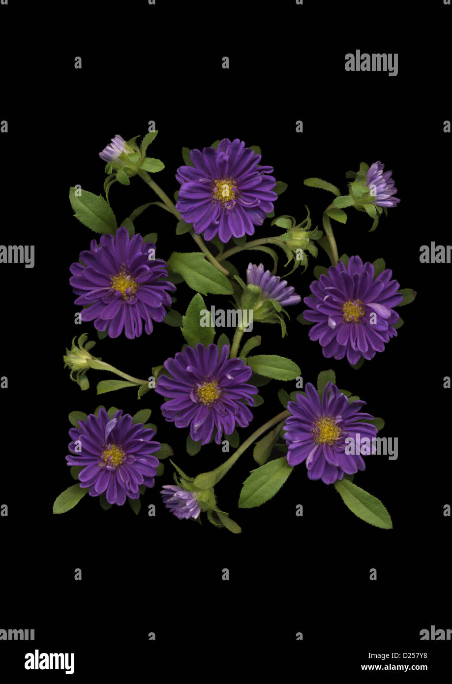 China Aster flowers on black background Stock Photo