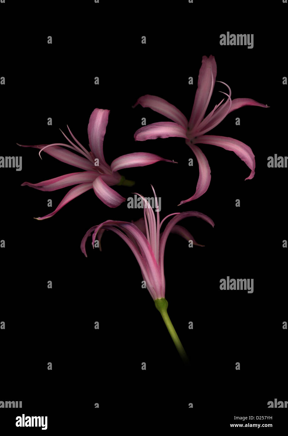 Nerine flowers on black background Stock Photo