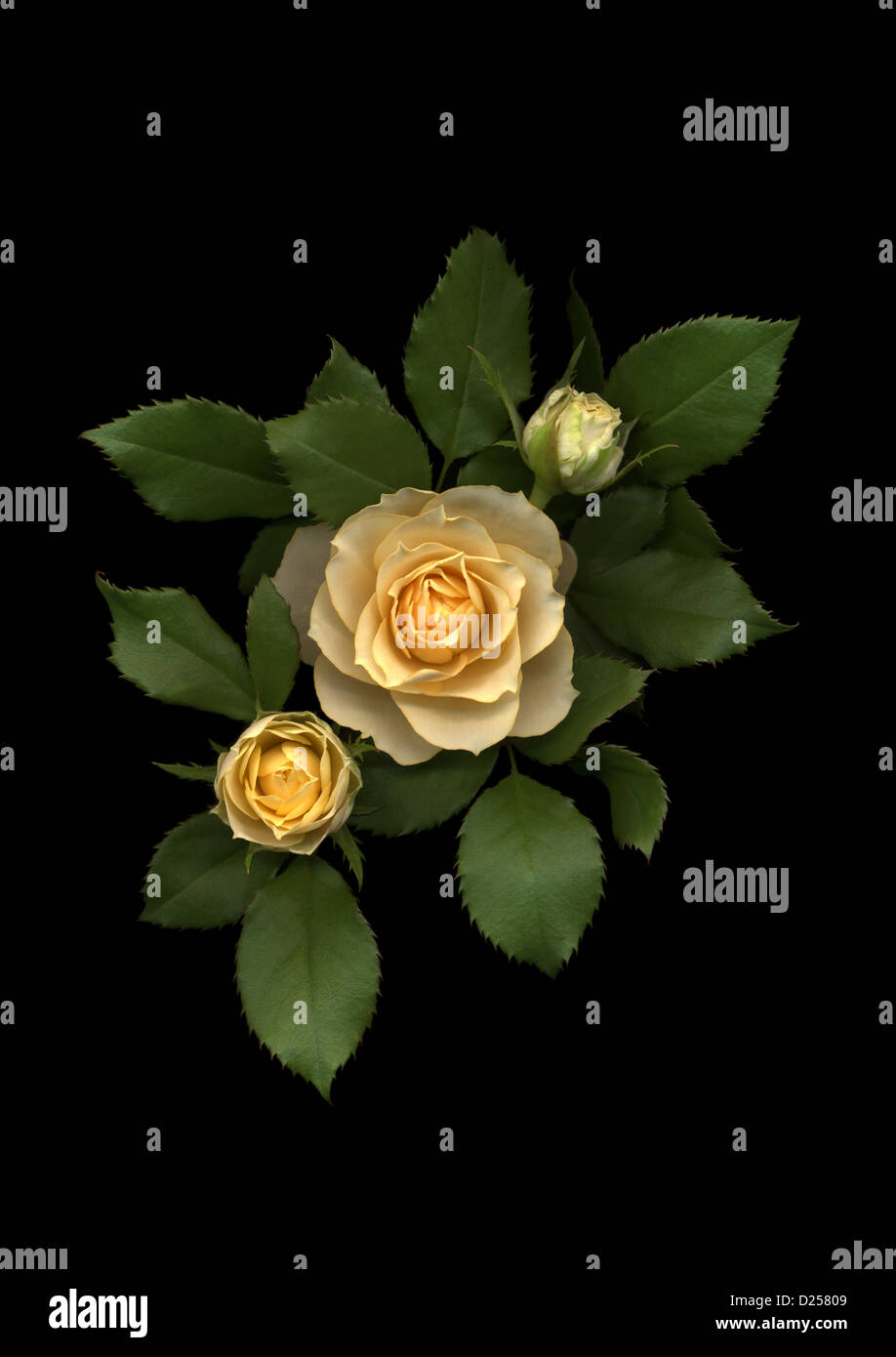 Rose flowers on black background Stock Photo