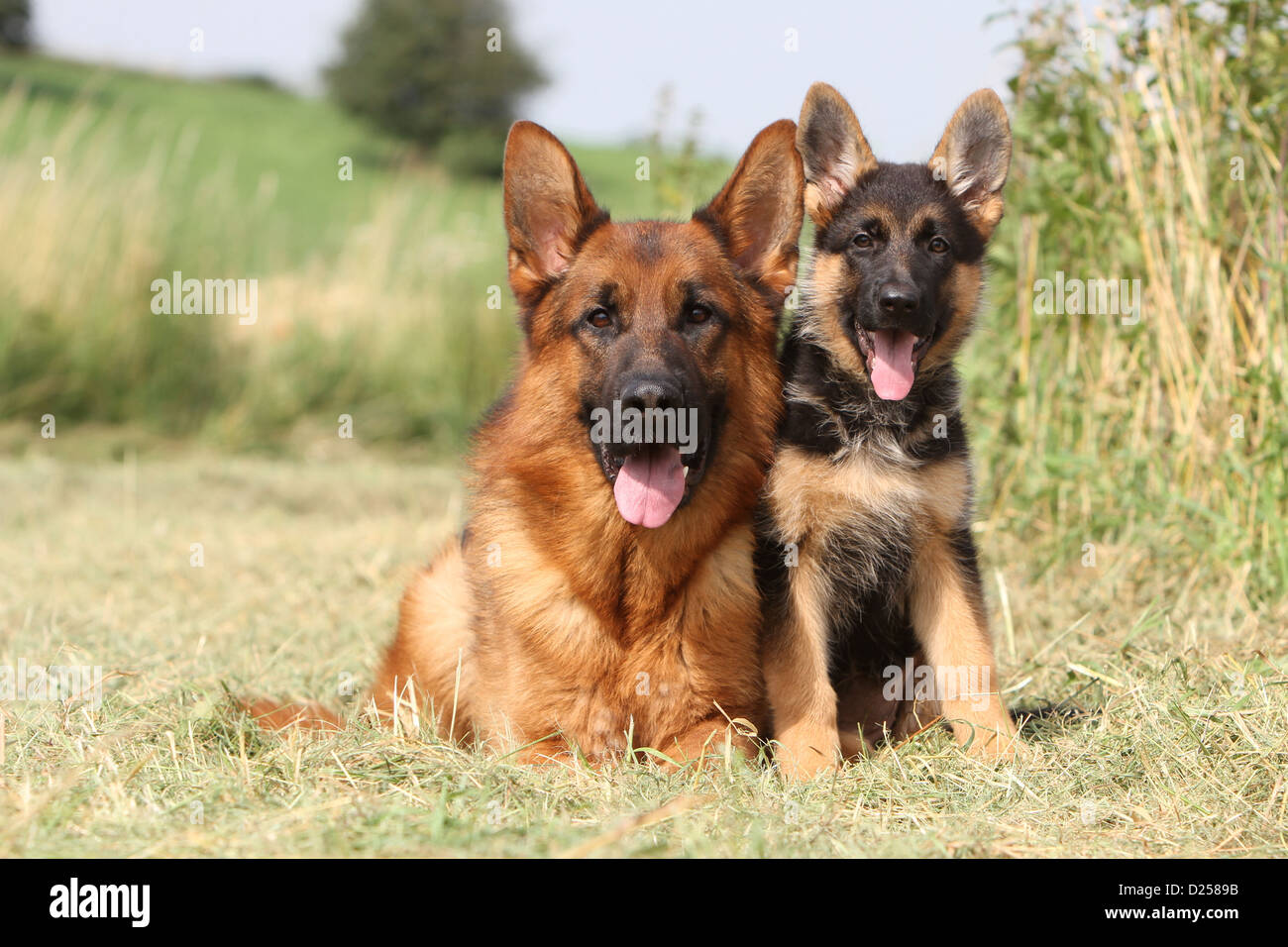 Dog German Shepherd Dog / Deutscher Schäferhund adult and puppy in a meadow  Stock Photo - Alamy