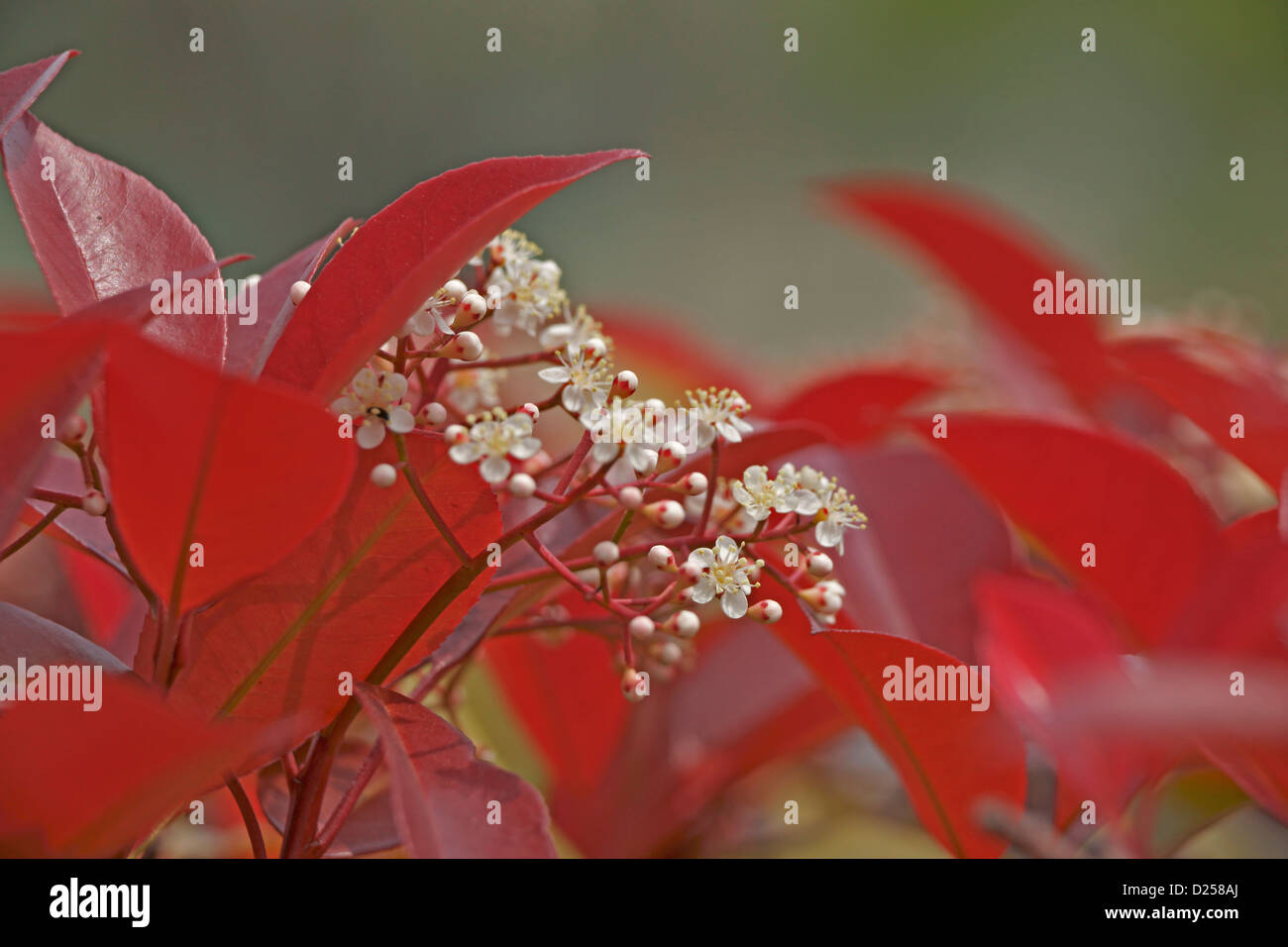 Japanese Photinia flowers and leaves Stock Photo