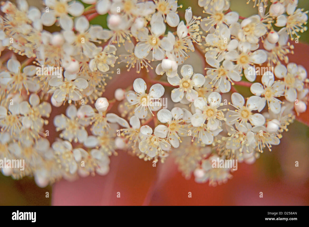 Japanese Photinia flowers Stock Photo