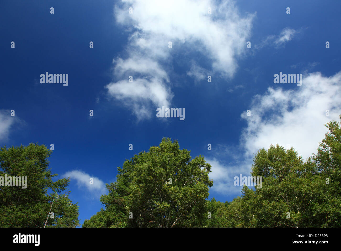 Trees and blue sky with clouds Stock Photo - Alamy
