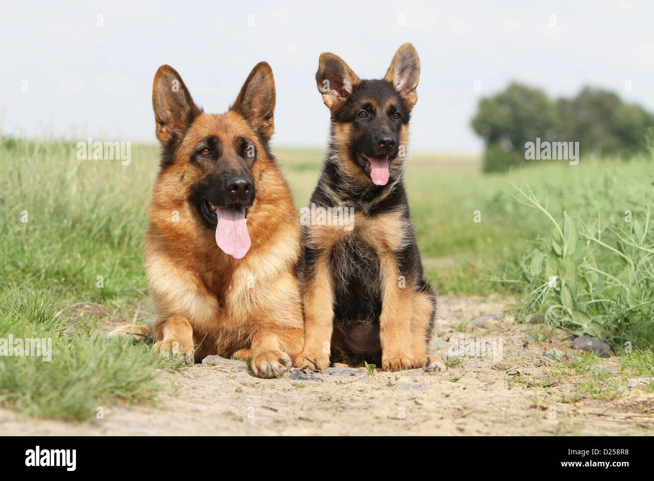 German shepherd puppies mother hi-res stock photography and images ...