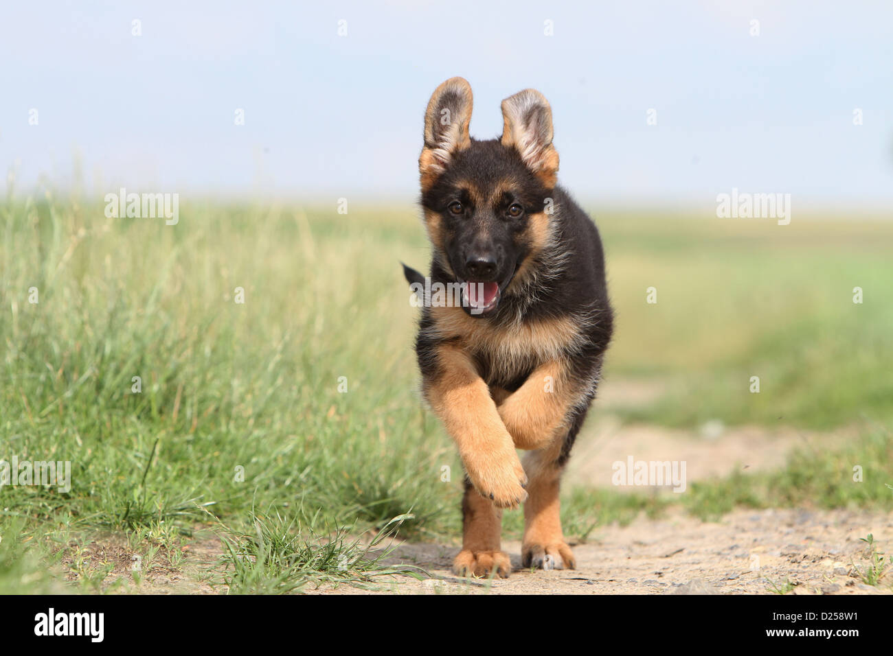Dog German Shepherd Dog / Deutscher Schäferhund puppy running in a field Stock Photo