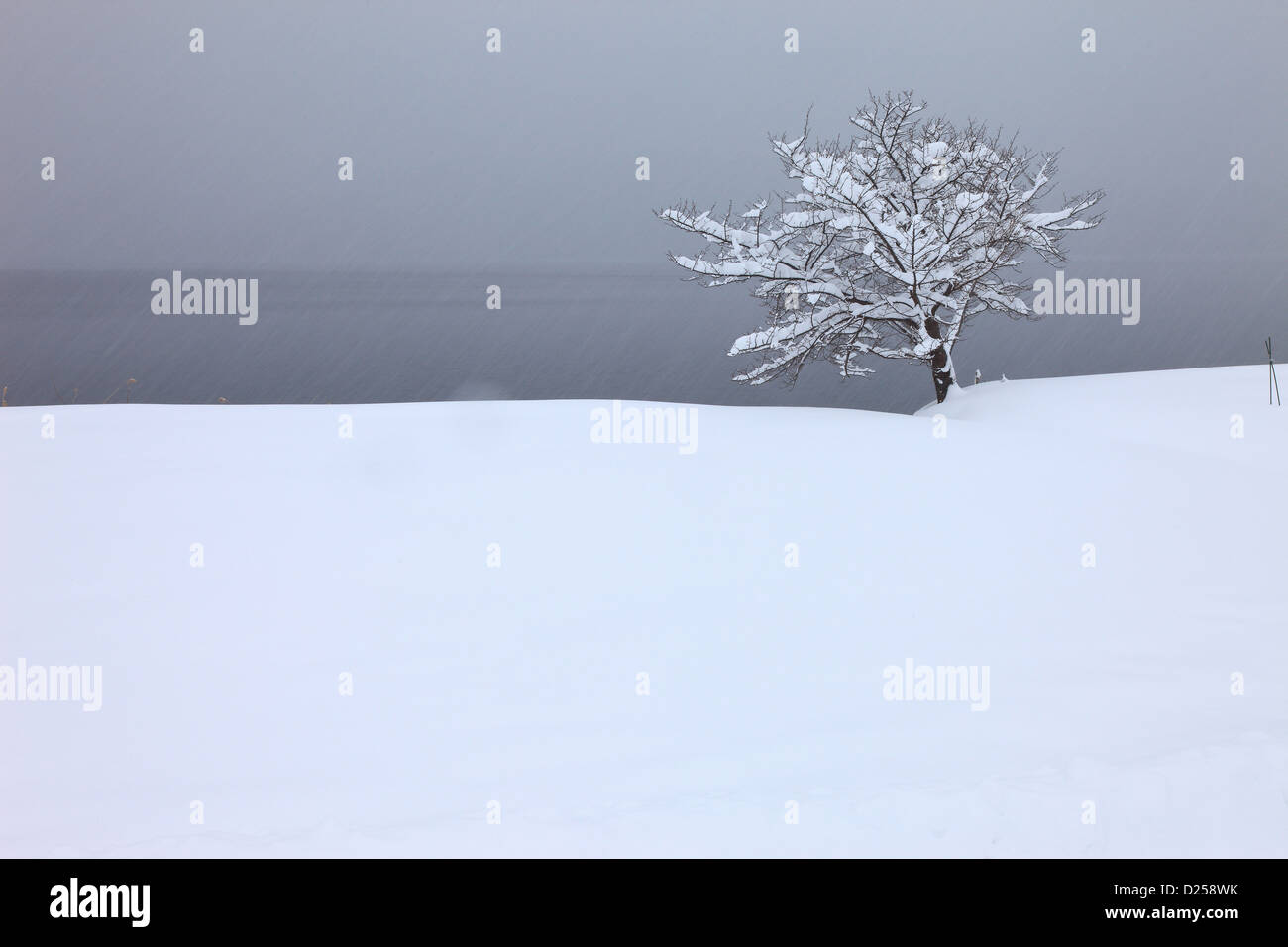 Tree and snow at Lake Aoki, Nagano Prefecture Stock Photo