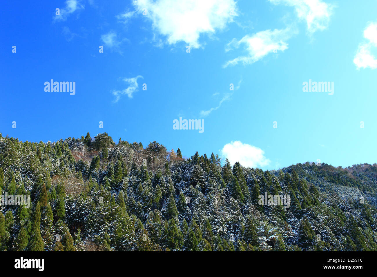 Trees and blue sky with clouds Stock Photo - Alamy