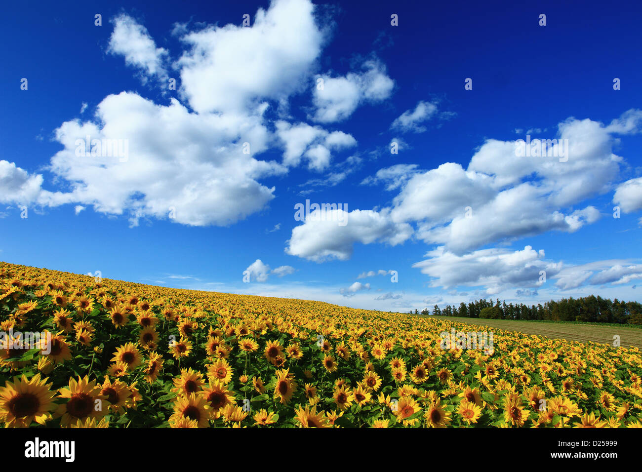 Sunflower field in shikisai hill hires stock photography and images