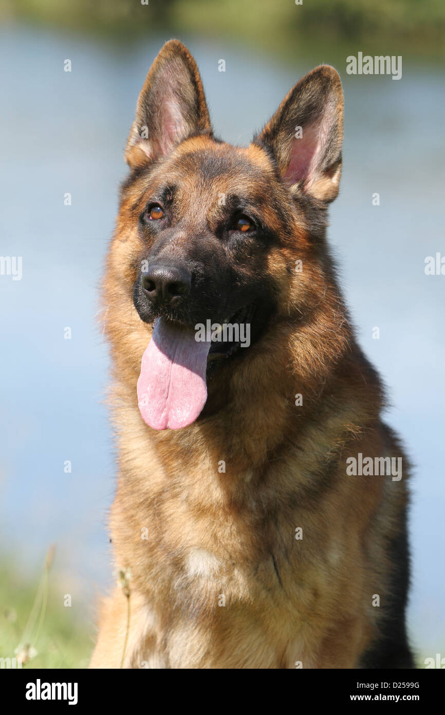 DER DEUTSCHE SCH FERHUND visual data 3