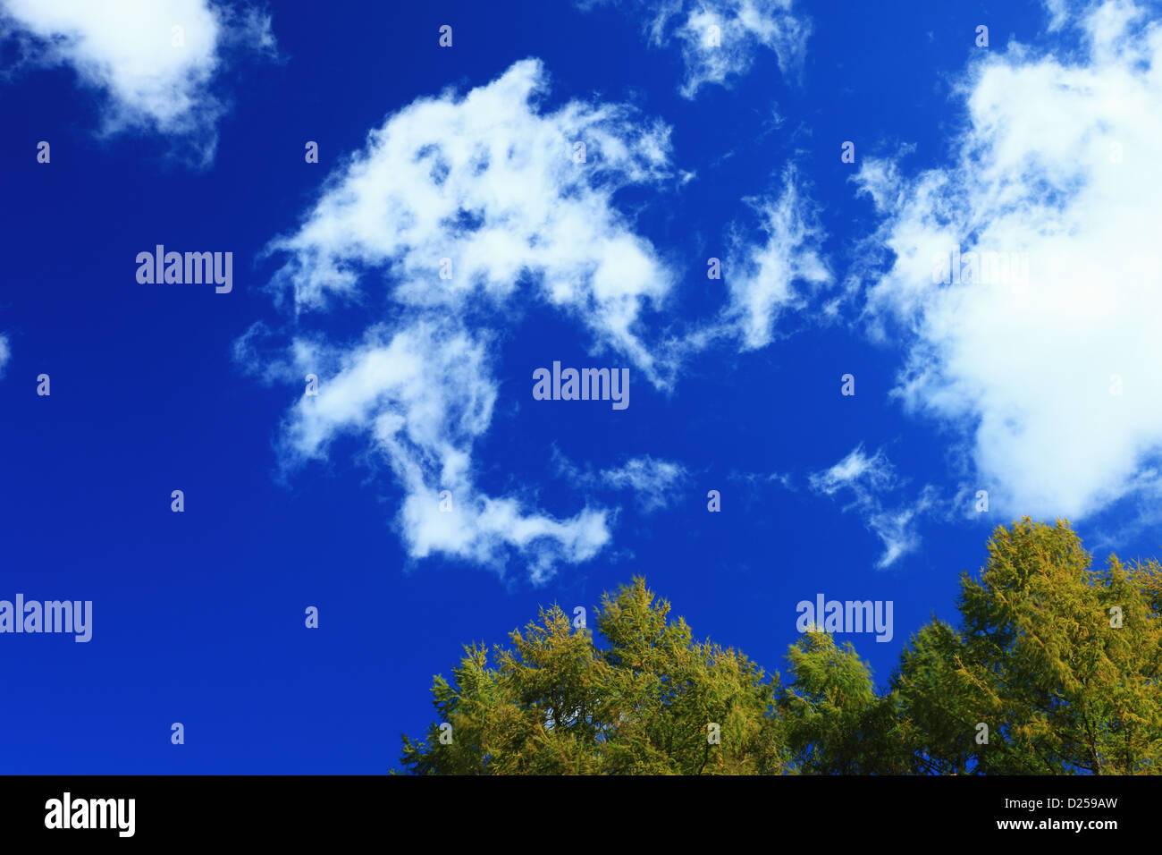Trees and blue sky with clouds Stock Photo - Alamy