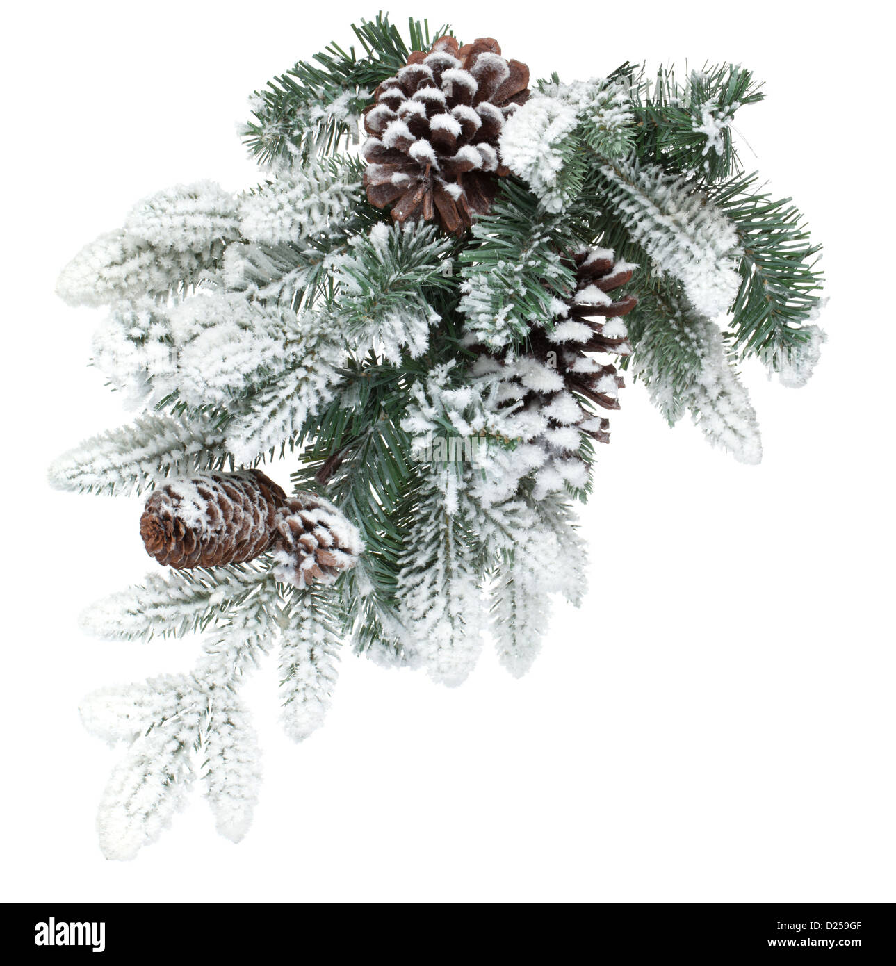 Fir tree branch with cones covered with snow. Isolated on white ...
