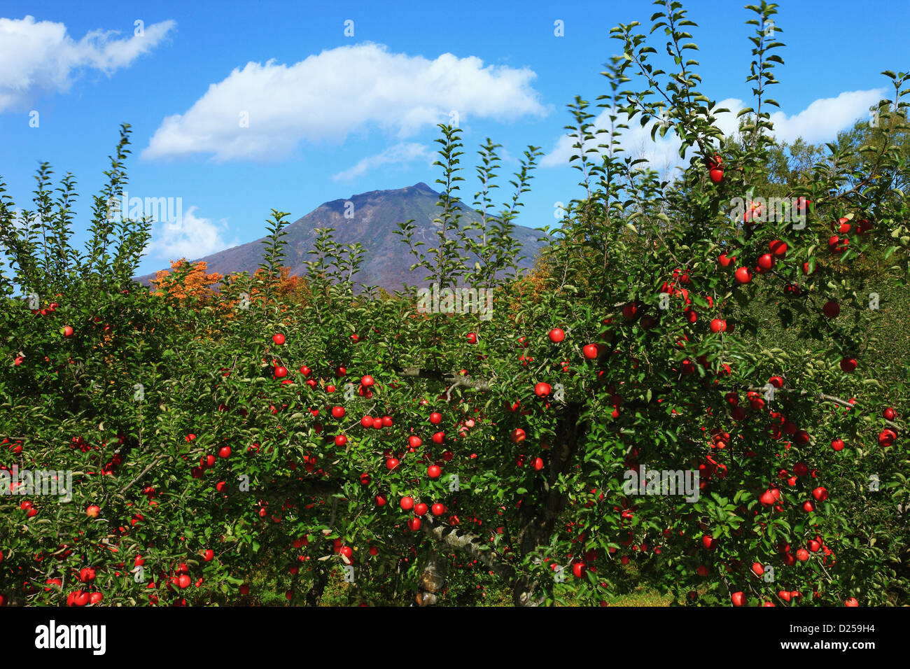 Apple trees at mount iwaki hires stock photography and images Alamy