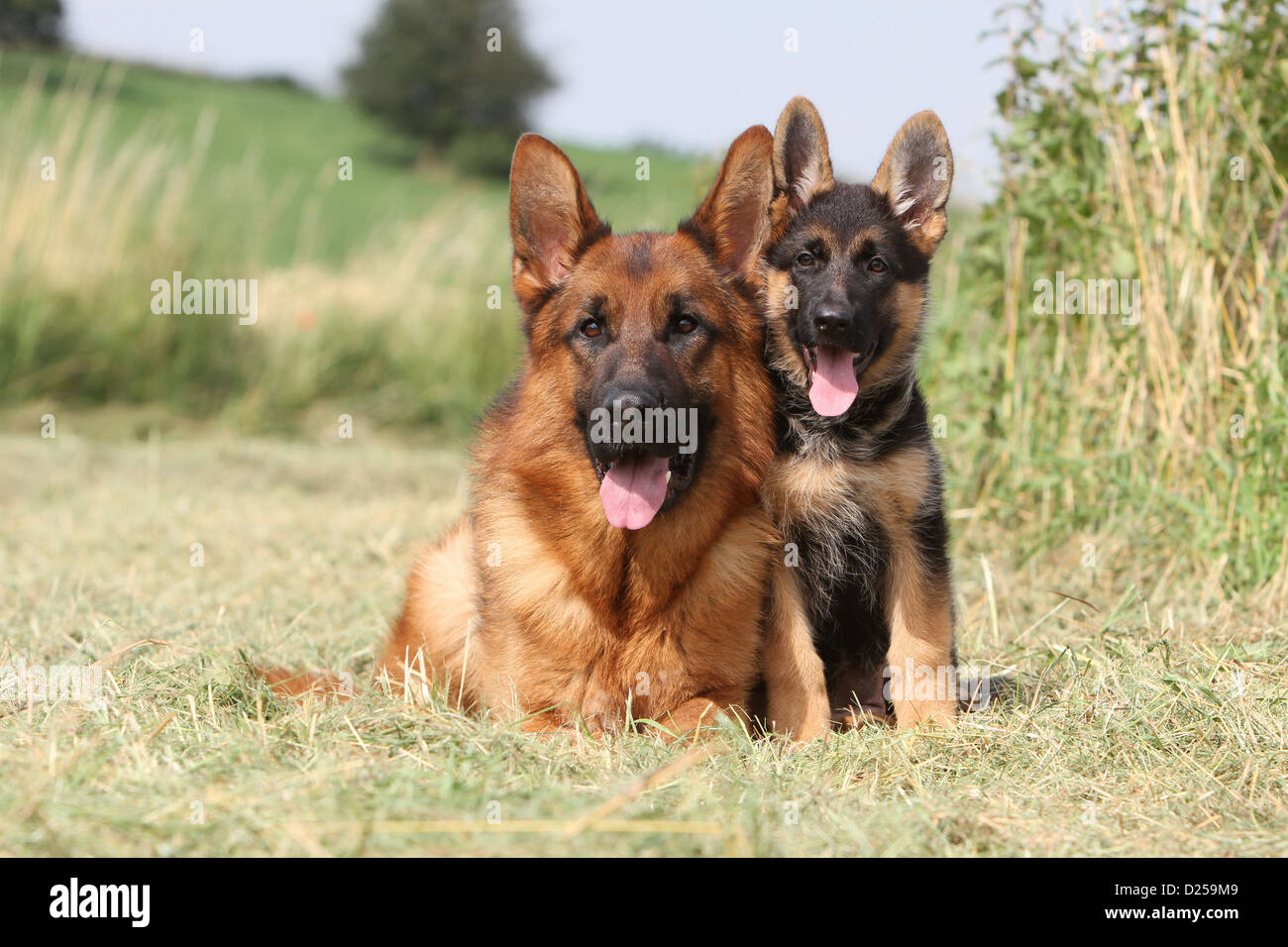 Dog German Shepherd Dog / Deutscher Sch??ferhund adult and puppy in a