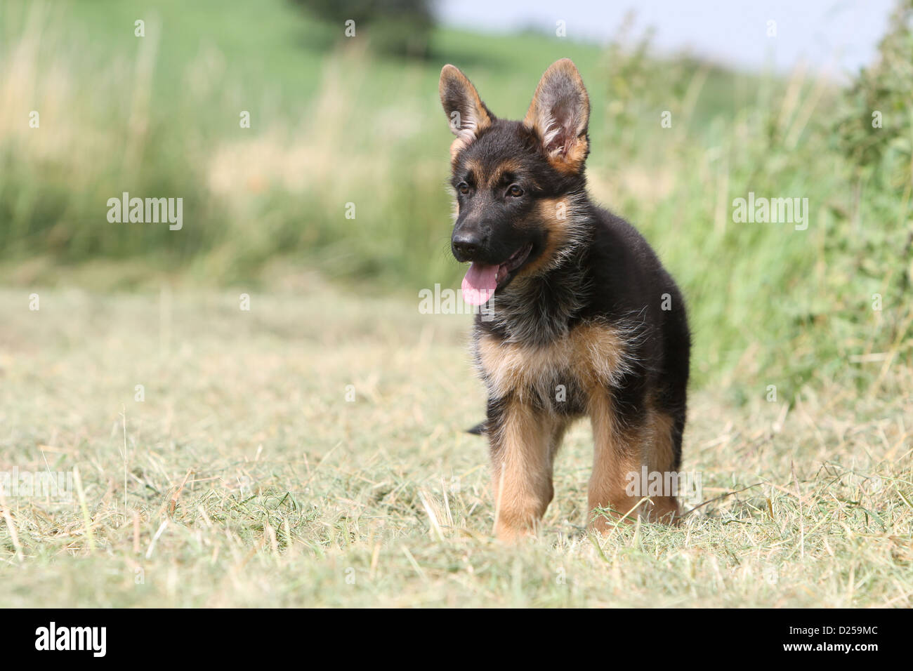 Dog German Shepherd Dog / Deutscher Schäferhund puppy standing Stock Photo