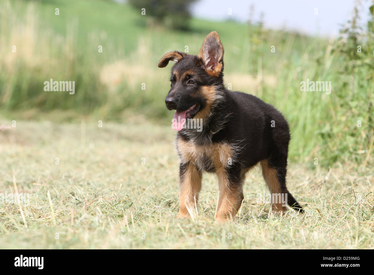 Dog German Shepherd Dog / Deutscher Schäferhund puppy standing profile Stock Photo