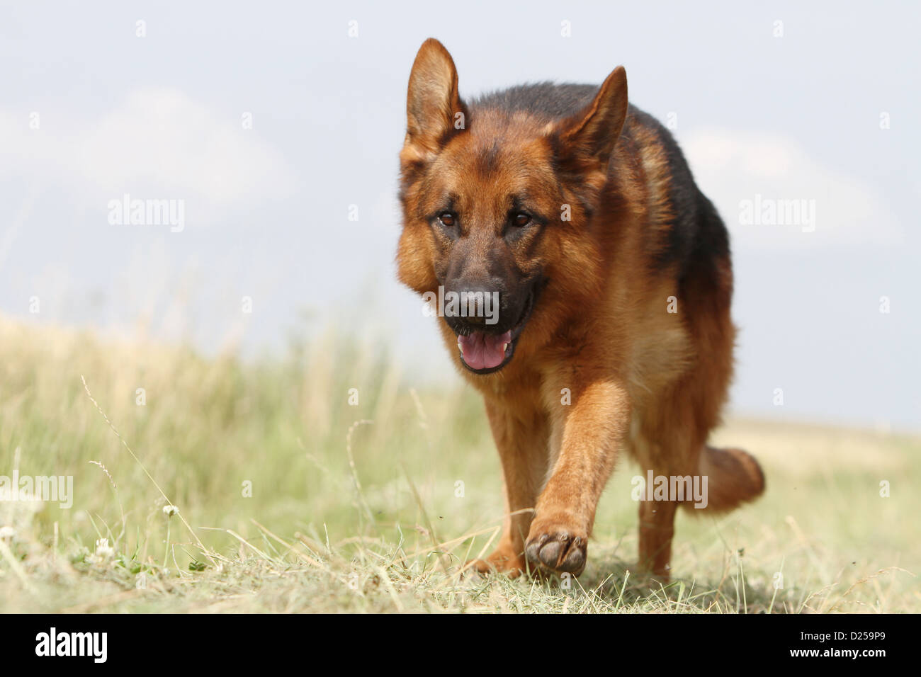 Shepherds race hi-res stock photography and images - Alamy