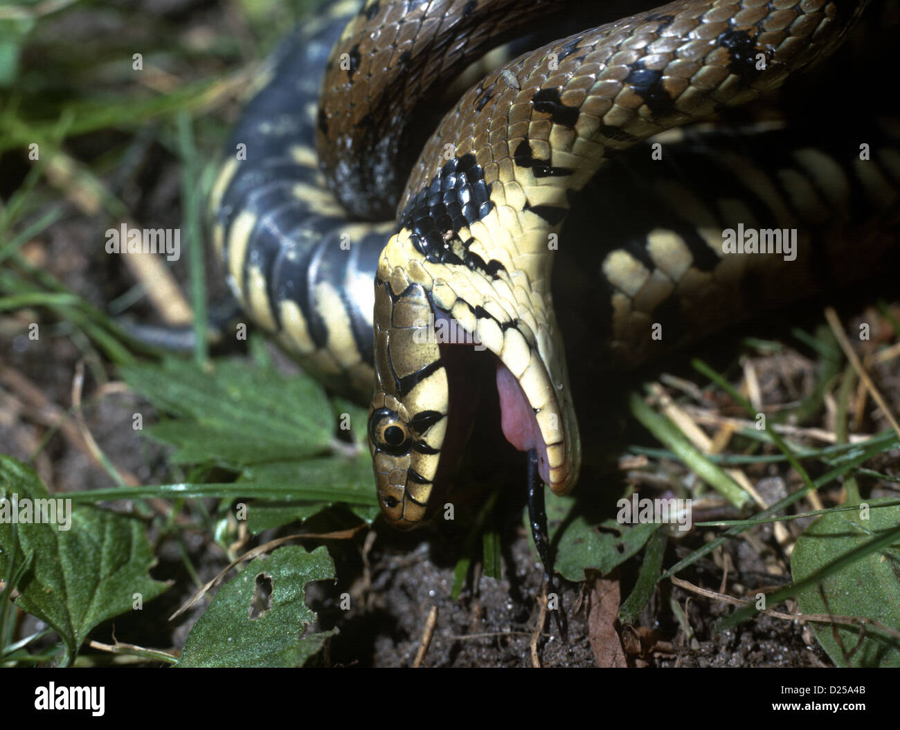Grass Snake, Natrix natrix, feigning death. UK Stock Photo