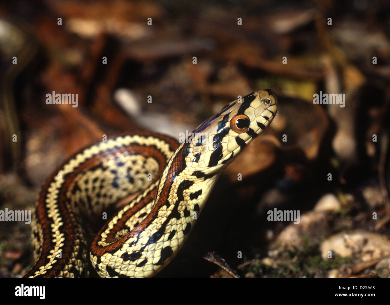 Leopard Snake. Zamenis situla Greece Stock Photo