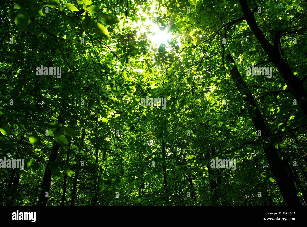 Early morning sun in the forest Stock Photo - Alamy