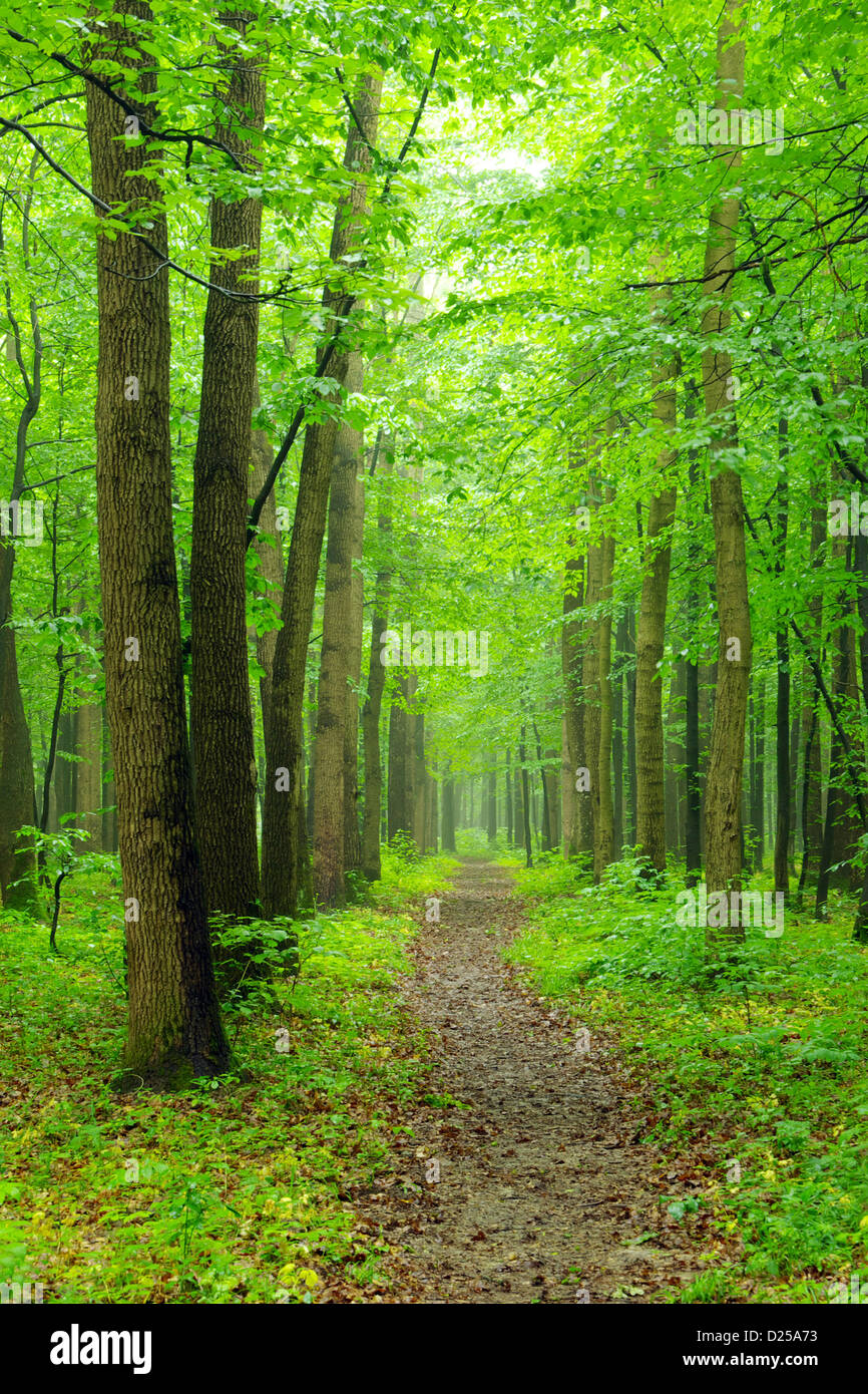 a path is in the green forest Stock Photo - Alamy
