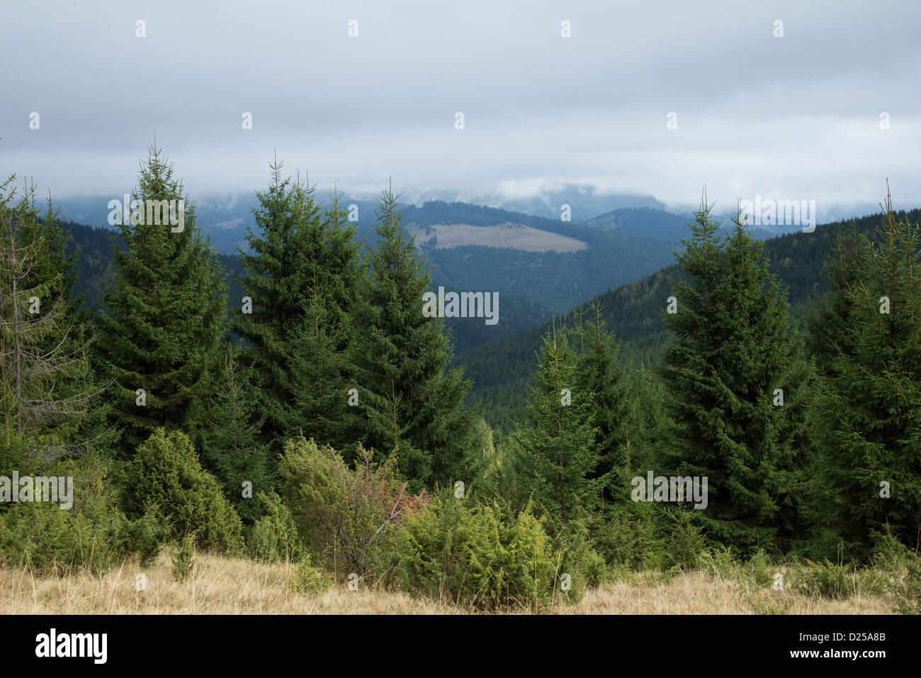 Cloudy mountain landscape with pine trees Stock Photo - Alamy
