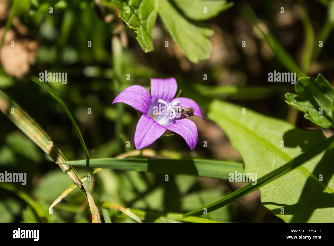 Purple flower with five petals hi res stock photography and images