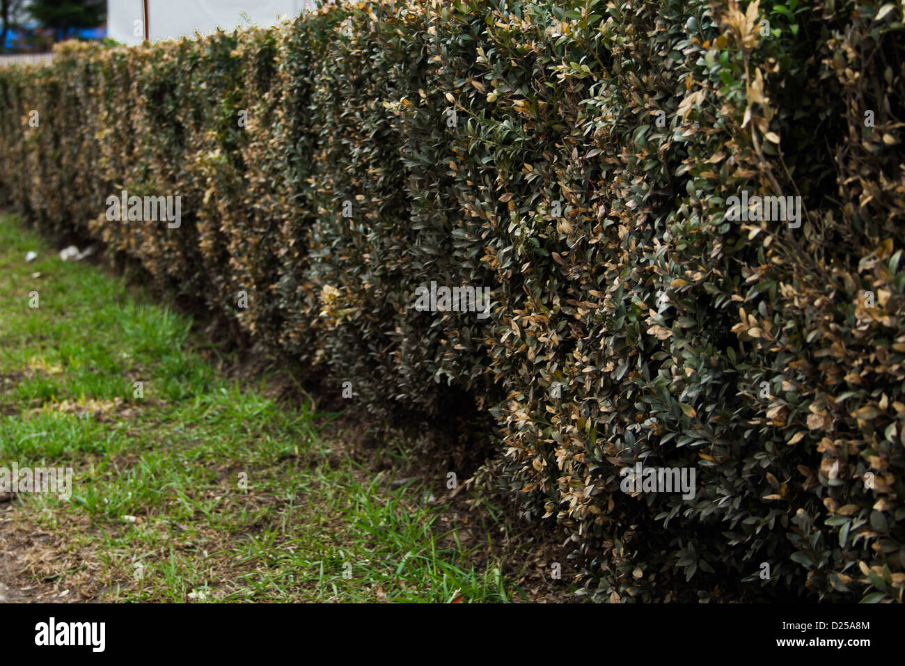 Roughly hi-res stock photography and images - Alamy