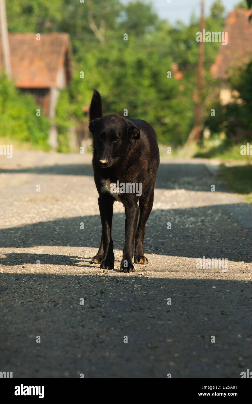 Black dog in rural environment. Stock Photo