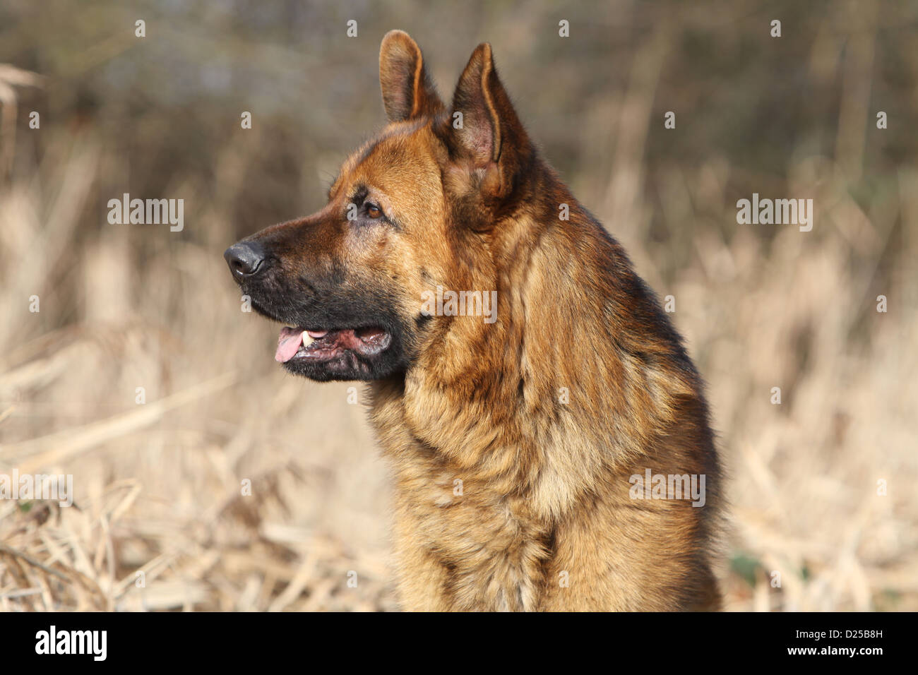 german shepherd head profile