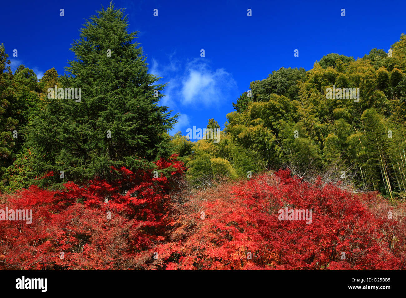 Autumn leaves and blue sky with clouds Stock Photo - Alamy
