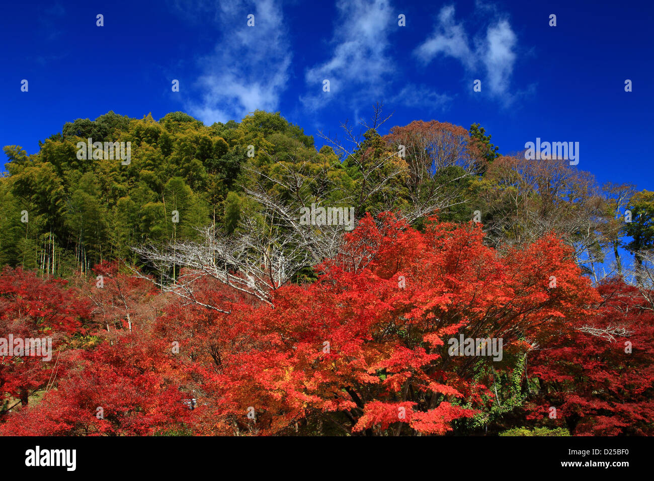 Autumn leaves and blue sky with clouds Stock Photo - Alamy