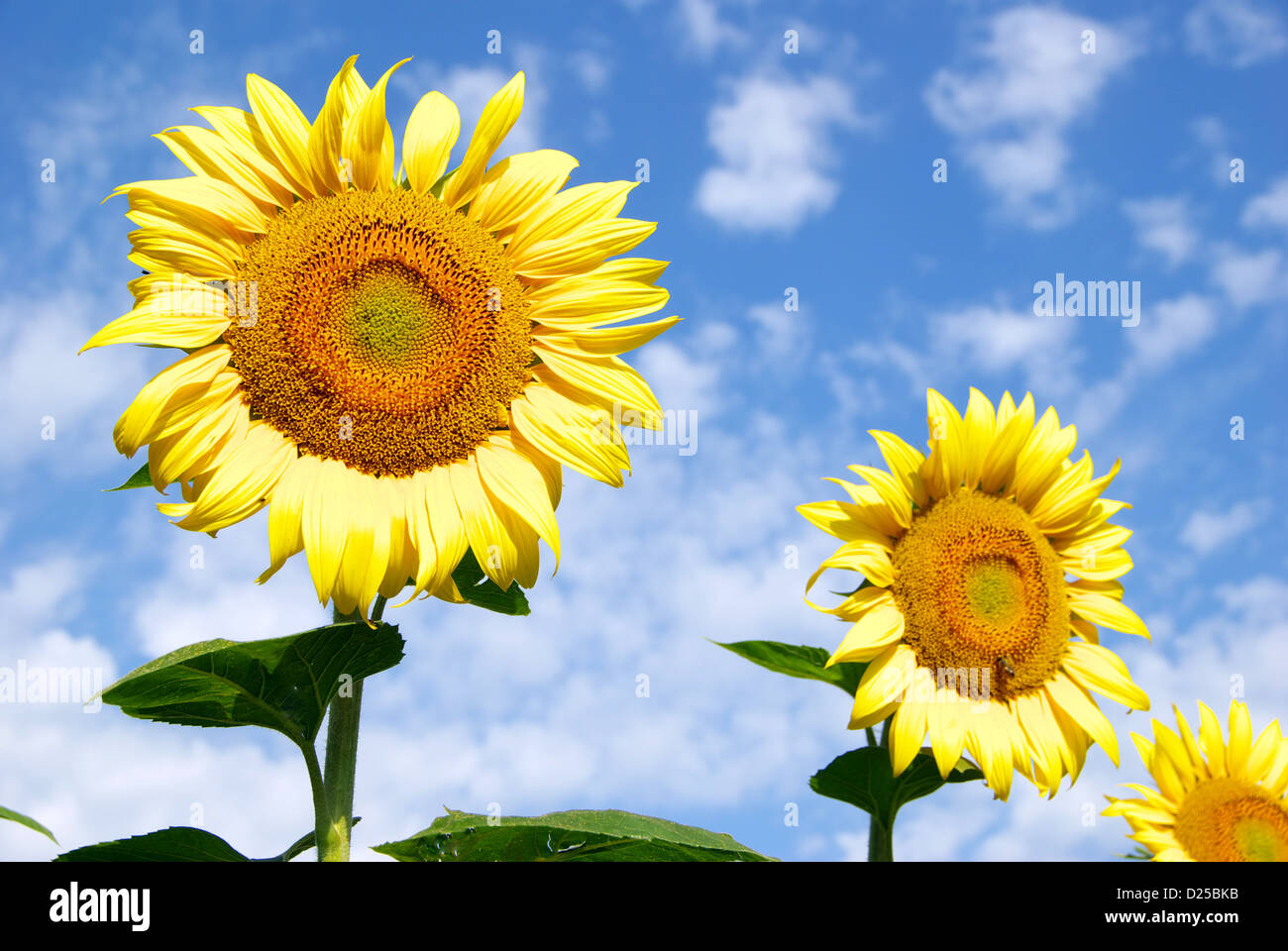 sunflower field over cloudy blue sky Stock Photo - Alamy