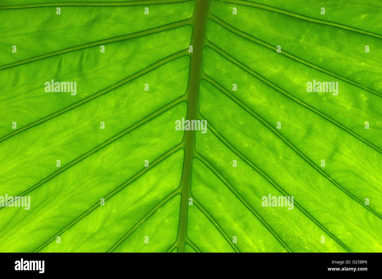 green leaf texture close up Stock Photo - Alamy